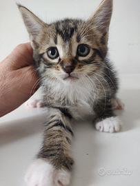 Rambo gattino 2 mesi