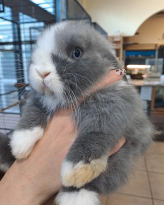 Mini lop