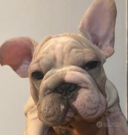 Bulldog francese