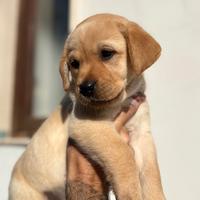 Cucciola di labrador retriever miele - pedigree