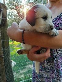 Cuccioli maremmani meticci