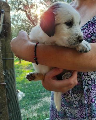 Cuccioli maremmani meticci