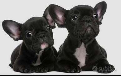 bouldogue francese