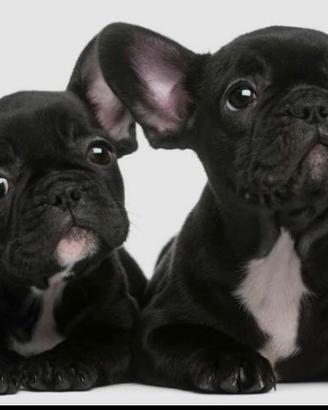 bouldogue francese