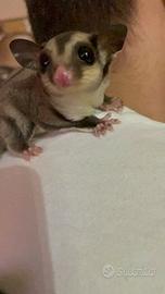 Petauri dello zucchero