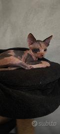 Sphynx