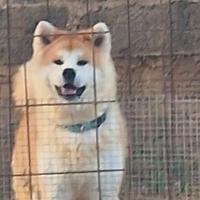 Akita inu