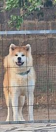 Akita inu