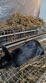 Conigli ibridi blu di vienna