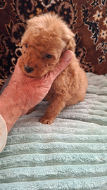 Barboncini toy albicocca