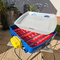 Incubatrice Borotto completa + chioccia artificial