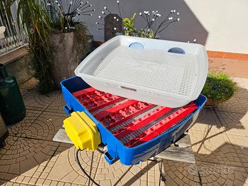 Incubatrice Borotto completa + chioccia artificial