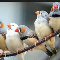 Bengalini diamantini mandarini Reggio Calabria