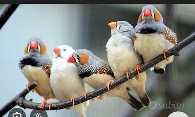 Bengalini diamantini mandarini Reggio Calabria