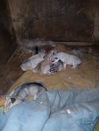 Cuccioli husky