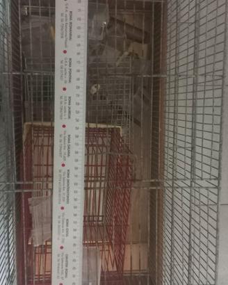 Casa/ gabbia per volatili