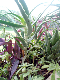 Pianta aloe arborescens