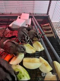 Coppia Petauro dello zucchero