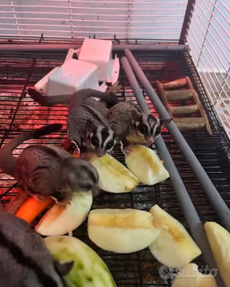 Coppia Petauro dello zucchero