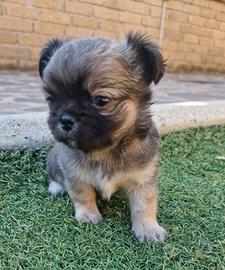 Chihuahua maschietto piccolo stupendo bello