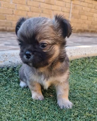 Chihuahua maschietto piccolo stupendo bello