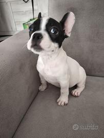 bulldog francese femminuccia 