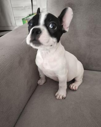 bulldog francese femminuccia 