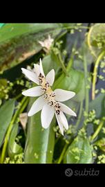 Aponogeton distachyos pianta aquatica