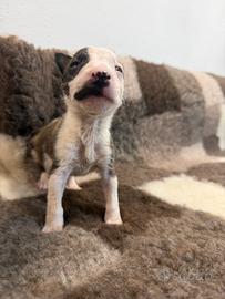Bull terrier miniature