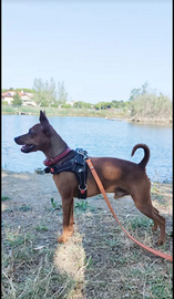 Pinscher Nano disponibile per accoppiamento