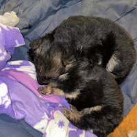 Cuccioli di pastore tedesco