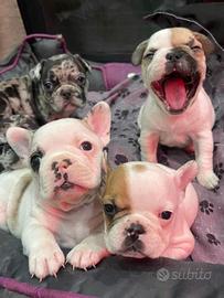 Cuccioli di bulldog francese