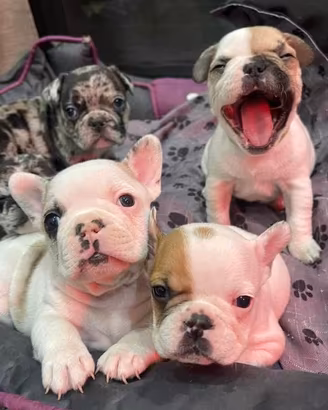 Cuccioli di bulldog francese