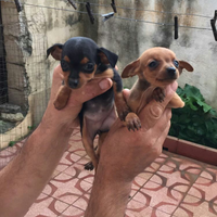 Pinscher Toy Piccolissimi Pincher Pincer