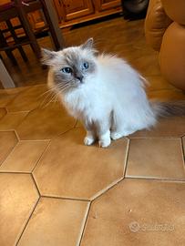 Gatti adulti razza Ragdoll