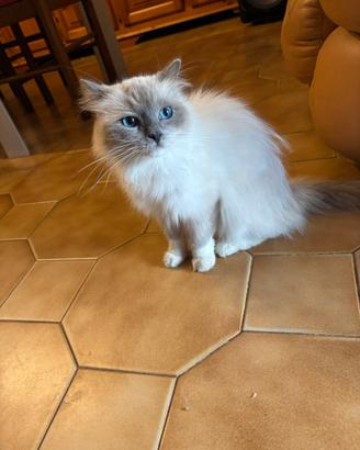 Gatti adulti razza Ragdoll