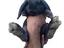 Immagine 3