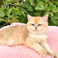 Gattino British Golden NY12