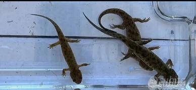Tritoni pleurodeles