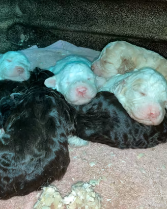 Lagotto Romagnolo