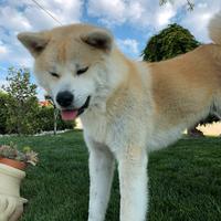 Akita inu per monta