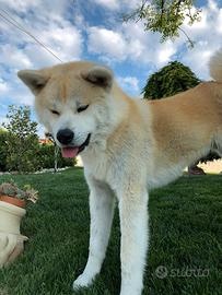 Akita inu per monta