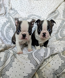 Splendidi cuccioli boston terrier, allev enci