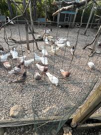 Animali da cortile