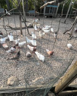 Animali da cortile