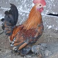 Galletto Nana calzata