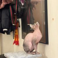 Cucciola Sphynx