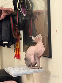 Cucciola Sphynx