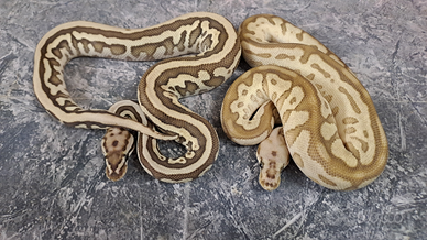 Pitone reale coppie genetuche