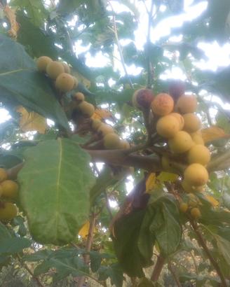 semi di solanum crisotricum 